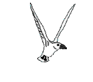 Mouette 005
