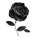 Rose noire